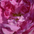 Rózsaszín - Történelmi - moha rózsa - Marie de Blois